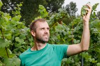 Winzer Rico Leonhardt hält eine Weintraube mit einer weißen Rebsorte gen Himmel